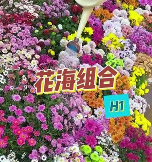 野花组合种子播种技巧有哪些？如何保证多样性？