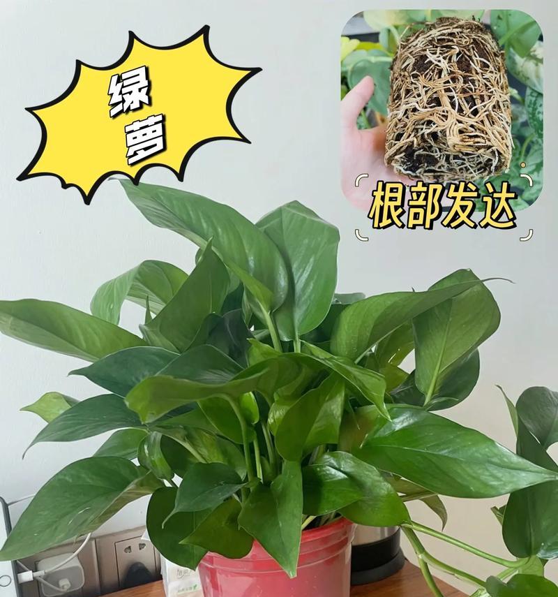 绿萝盆栽的养护技巧有哪些？怎样让绿萝生长得更茂盛？