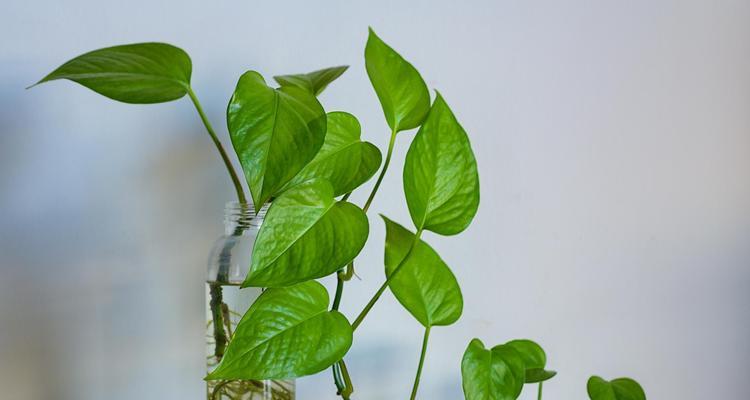 绿萝盆栽的养护技巧有哪些？怎样让绿萝生长得更茂盛？