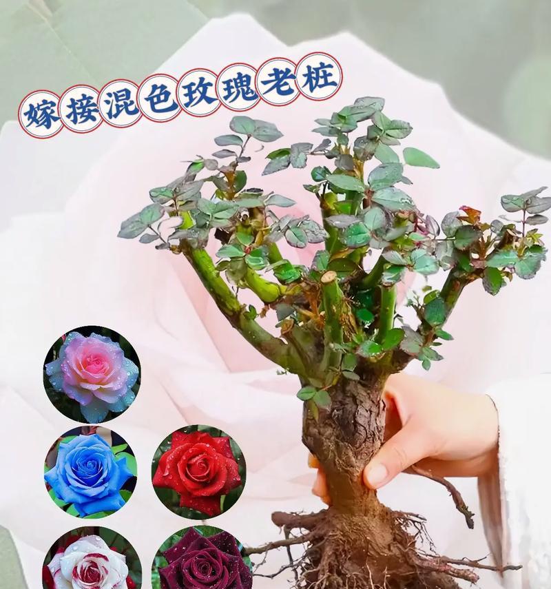 玫瑰开花后修剪的最佳时机是什么时候？