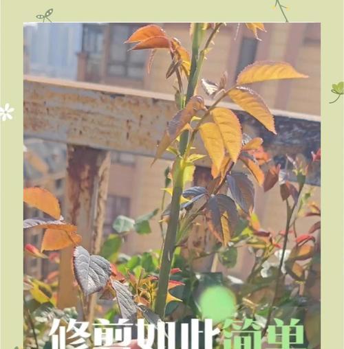 玫瑰开花后修剪的最佳时机是什么时候？