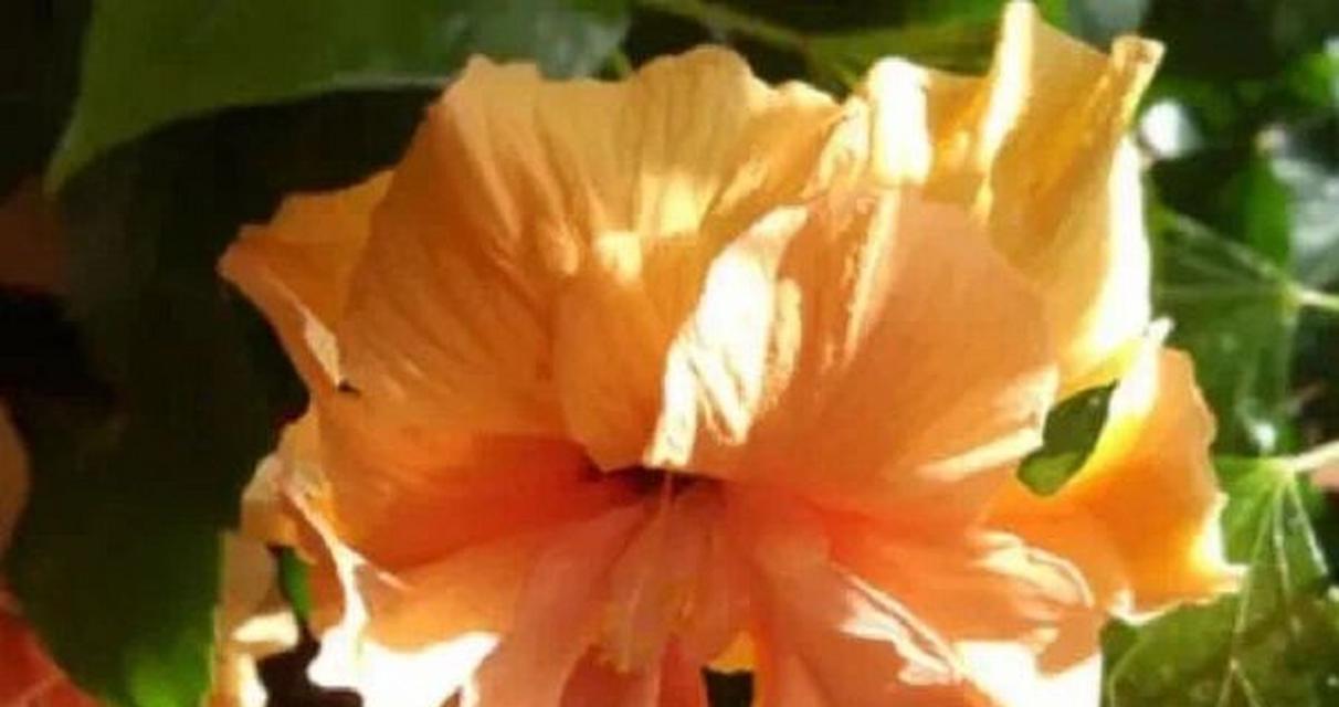 菊花叶子黄化问题解决方法？