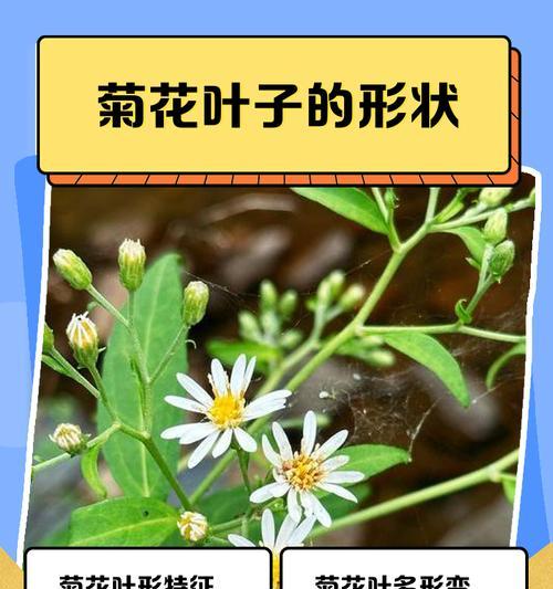 菊花叶子黄化问题解决方法？