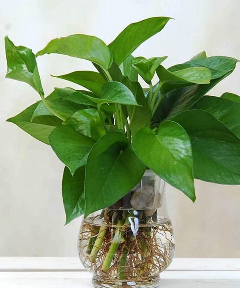 绿萝有多少种品种？不同品种的养护方法有何不同？