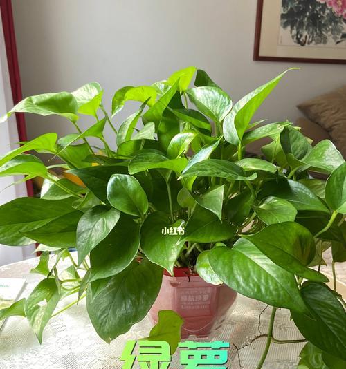 绿萝有多少种品种？不同品种的养护方法有何不同？
