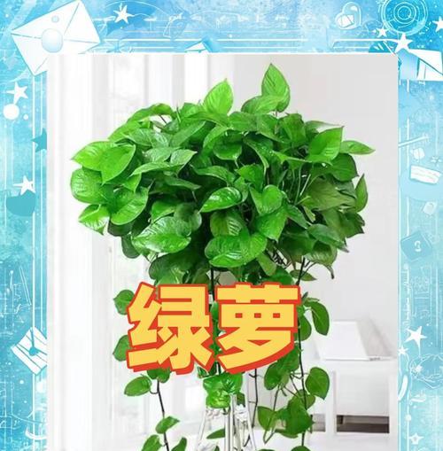绿萝有多少种品种？不同品种的养护方法有何不同？