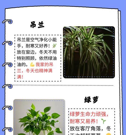 哪些花草是有毒的？如何安全养护？