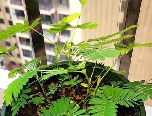 哪些花草是有毒的？如何安全养护？