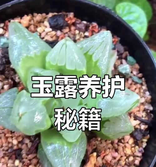 玉露叶子长长怎么处理？如何修剪玉露的叶子？