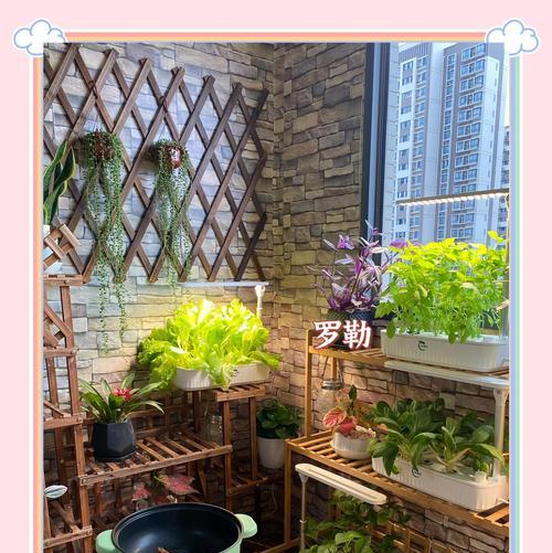 香香草的养殖和繁殖技巧是什么？