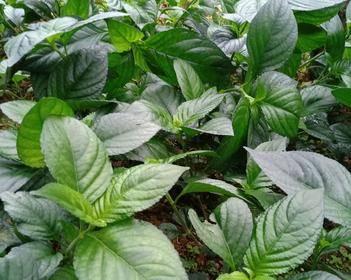 香香草的养殖和繁殖技巧是什么？