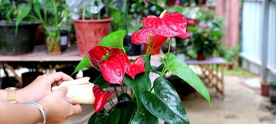 红掌的养殖环境和管理技巧是什么？怎样保持其鲜艳的花朵？