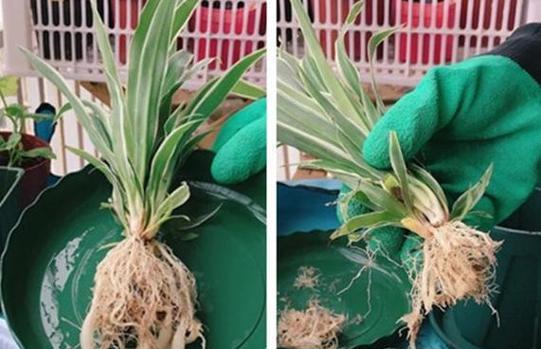 花干尖怎么办？如何处理植物的干尖问题？
