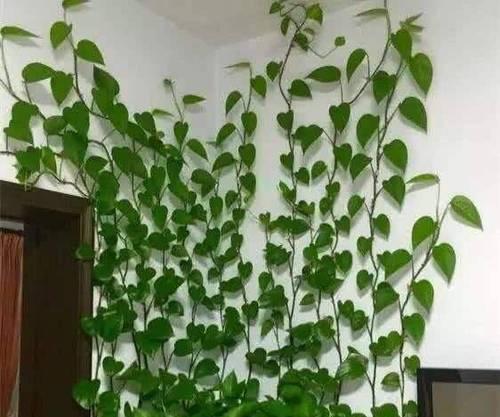 常春藤修剪的最佳时机是什么时候？
