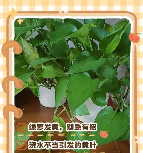 绿萝叶子变黄的可能原因及解决措施是什么？