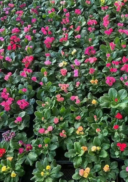 什么是报春花？报春花的种植和养护技巧是什么？