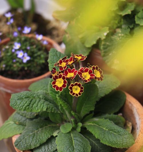 什么是报春花？报春花的种植和养护技巧是什么？
