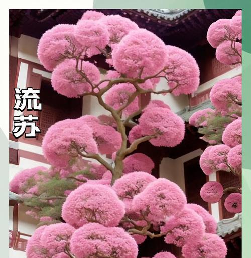 花树种类推荐：哪些花树适合家庭种植？
