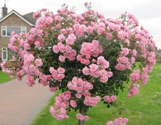 花树种类推荐：哪些花树适合家庭种植？