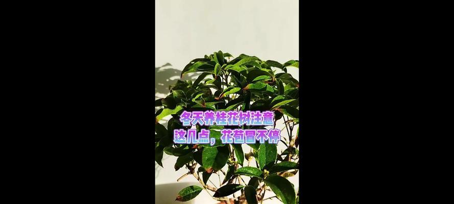 冬季桂花的正确养护和管理技巧？