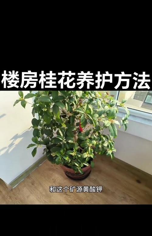 冬季桂花的正确养护和管理技巧？