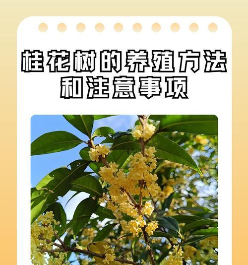 冬季桂花的正确养护和管理技巧？