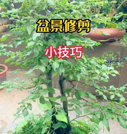 万年青修剪的最佳时机和方法是什么？