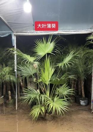 盆栽蒲葵的日常护理要点有哪些？
