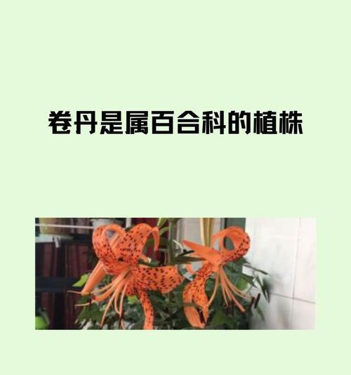 百合科有哪些属？它们各自的特点是什么？