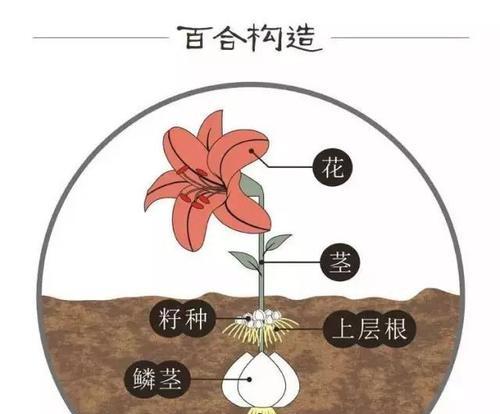 百合科有哪些属？它们各自的特点是什么？