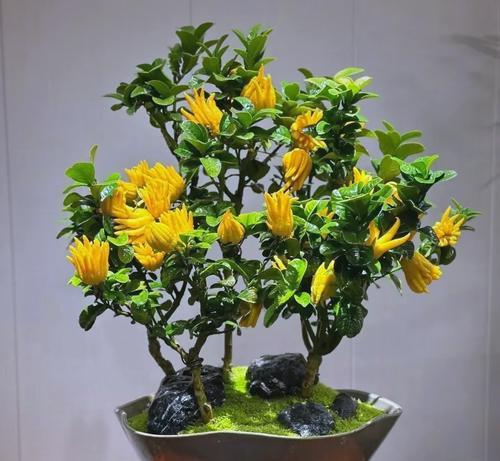 家庭养花有哪些品种推荐？