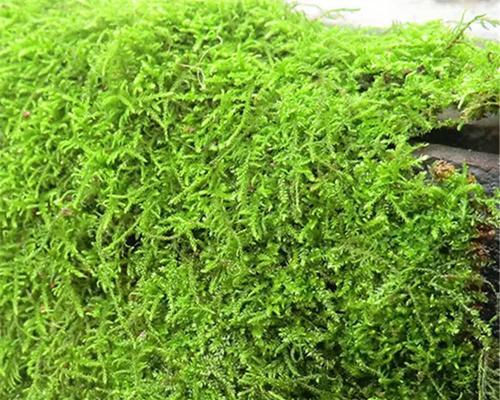 苔藓如何生长？如何在家中培养苔藓？