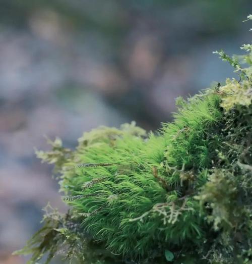 苔藓如何生长？如何在家中培养苔藓？