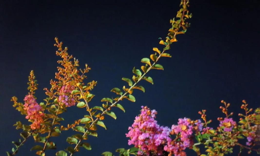 夜晚开花的植物有哪些？它们为何选择在夜晚绽放？