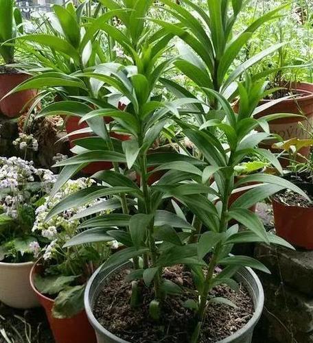 百合花盆栽施肥方法是什么？