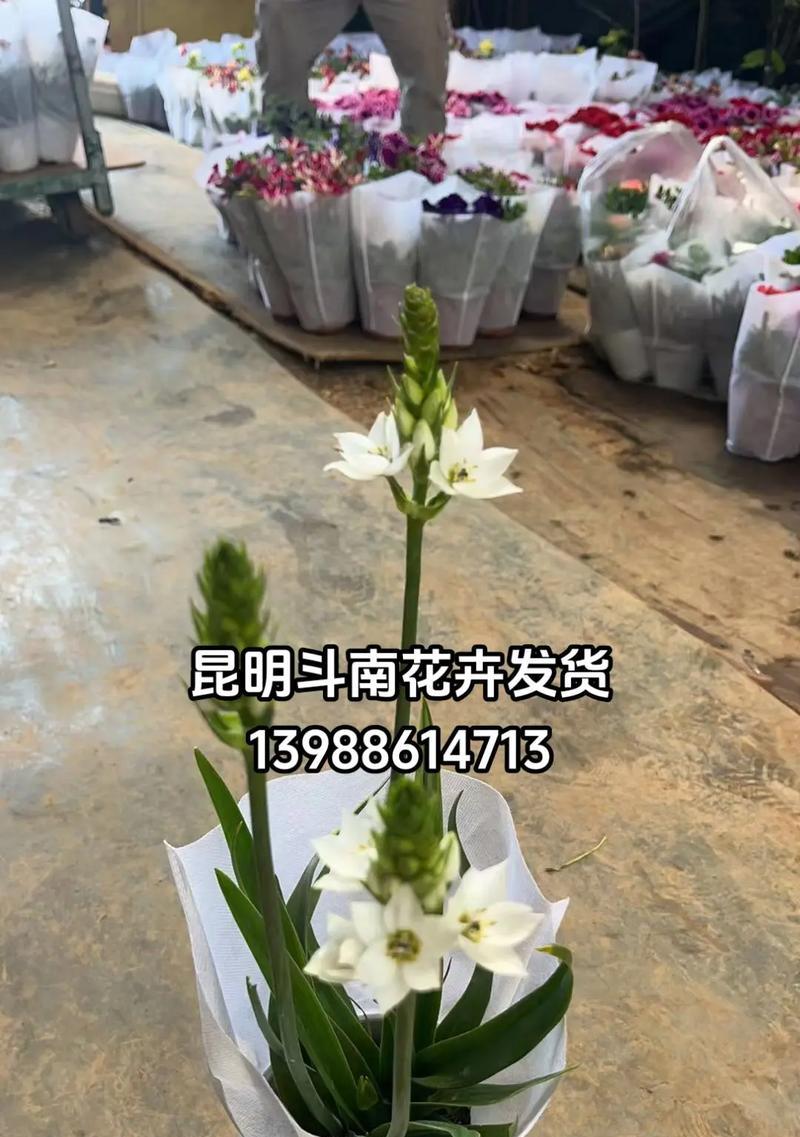 百合花盆栽施肥方法是什么？