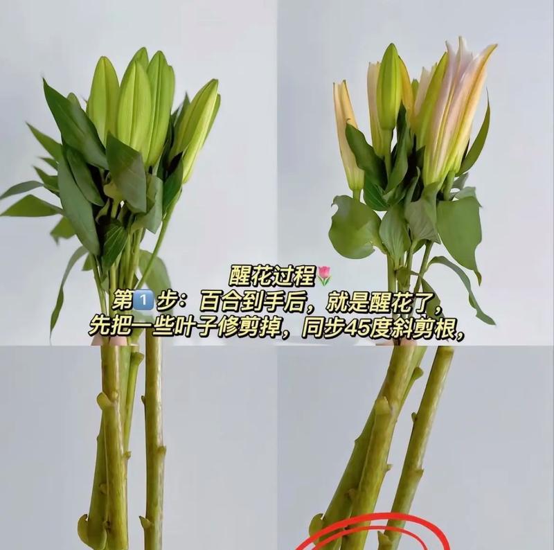 百合花盆栽施肥方法是什么？
