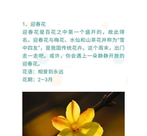 仙人指移植的正确步骤是什么？
