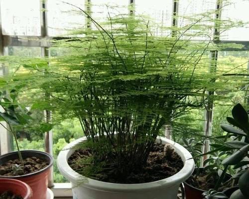 文竹晒太阳的正确方法是什么？