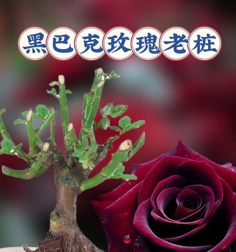 玫瑰玫瑰怎么种植才能开出美丽的花朵？