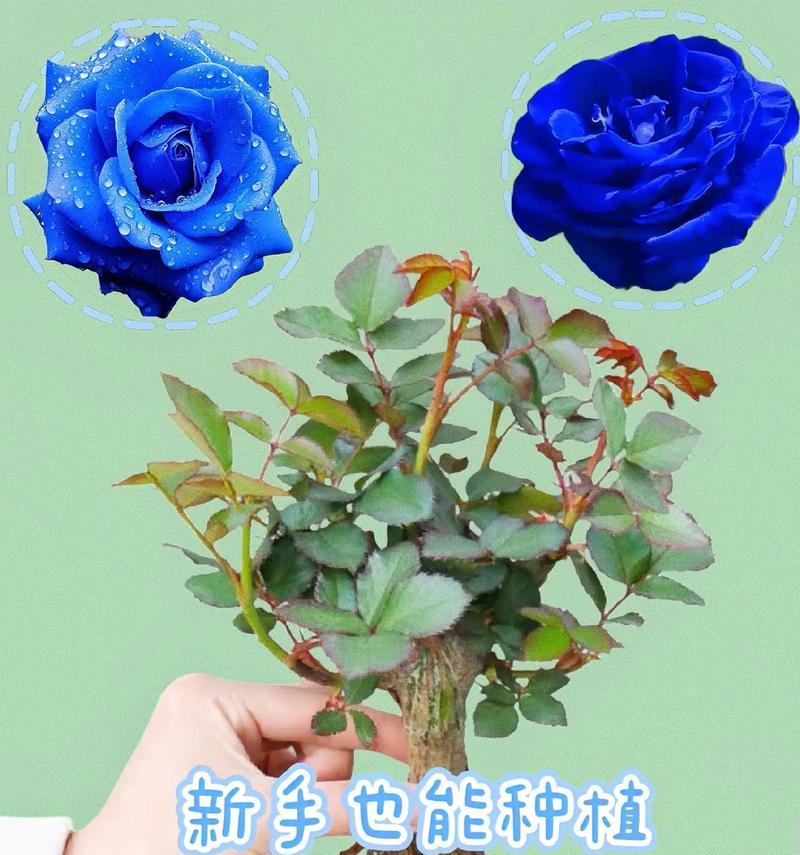 玫瑰玫瑰怎么种植才能开出美丽的花朵？