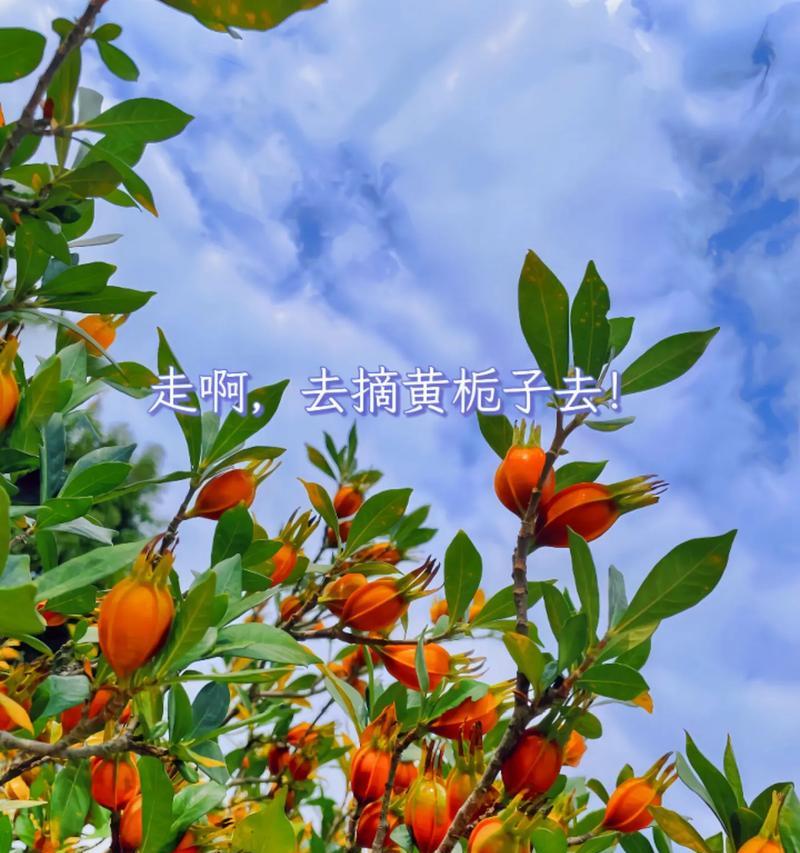 栀子树的养护要点和常见问题解答？