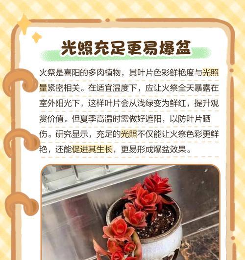 火祭的养殖技巧和注意事项有哪些？