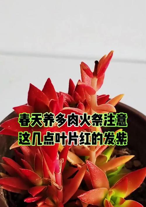 火祭的养殖技巧和注意事项有哪些？