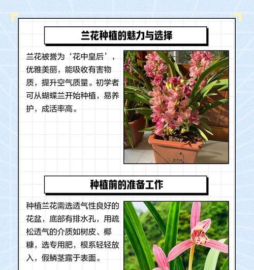 大穗兰花种植方法有哪些？如何确保成活率？