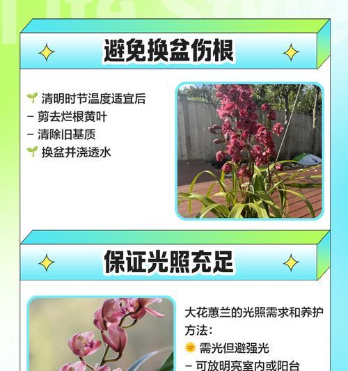 大穗兰花种植方法有哪些？如何确保成活率？