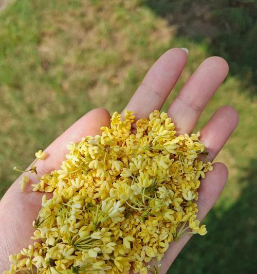 桂花如何繁殖？桂花的繁殖技巧有哪些？