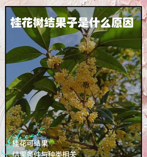 桂花如何繁殖？桂花的繁殖技巧有哪些？