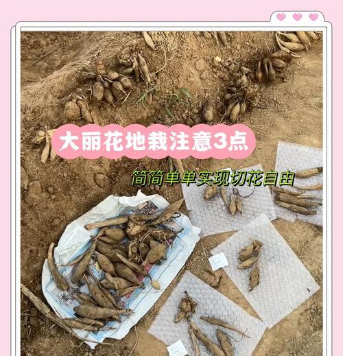 小丽花种子的种植步骤有哪些？