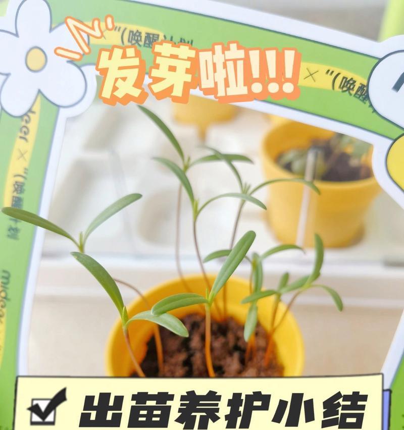矮牵牛播种需要哪种土壤？播种矮牵牛的正确方法是什么？